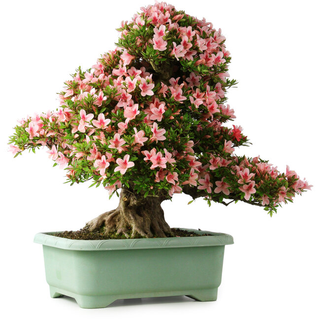 Rhododendron indicum Nyohozan, 66 cm, ± 30 Jahre alt, mit einem Nebari von 19 cm