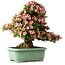 Rhododendron indicum Nyohozan, 66 cm, ± 30 jaar oud, met een nebari van 19 cm