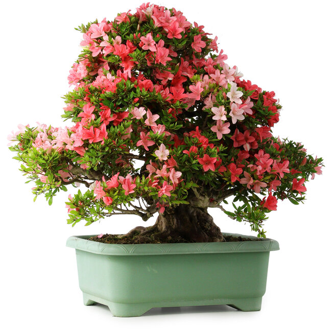 Rhododendron indicum Shin Nikko, 65 cm, ± 30 anni, con un nebari di 16 cm