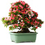 Rhododendron indicum Shin Nikko, 65 cm, ± 30 jaar oud, met een nebari van 16 cm