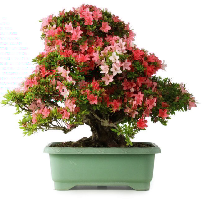Rhododendron indicum Shin Nikko, 65 cm, ± 30 years old, with a nebari of 16 cm