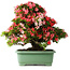 Rhododendron indicum Shin Nikko, 65 cm, ± 30 Jahre alt, mit einem Nebari von 16 cm