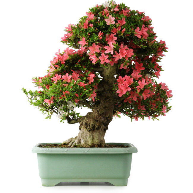 Rhododendron indicum Shin Nikko, 72 cm, ± 30 jaar oud