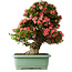 Rhododendron indicum Shin Nikko, 72 cm, ± 30 jaar oud