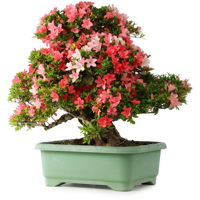 Rhododendron indicum Shin Nikko, 65 cm, ± 30 years old, with a nebari of 16 cm