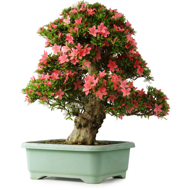 Rhododendron indicum Shin Nikko, 72 cm, ± 30 ans