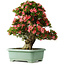 Rhododendron indicum Shin Nikko, 72 cm, ± 30 Jahre alt