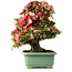 Rhododendron indicum Shin Nikko, 65 cm, ± 30 jaar oud, met een nebari van 16 cm