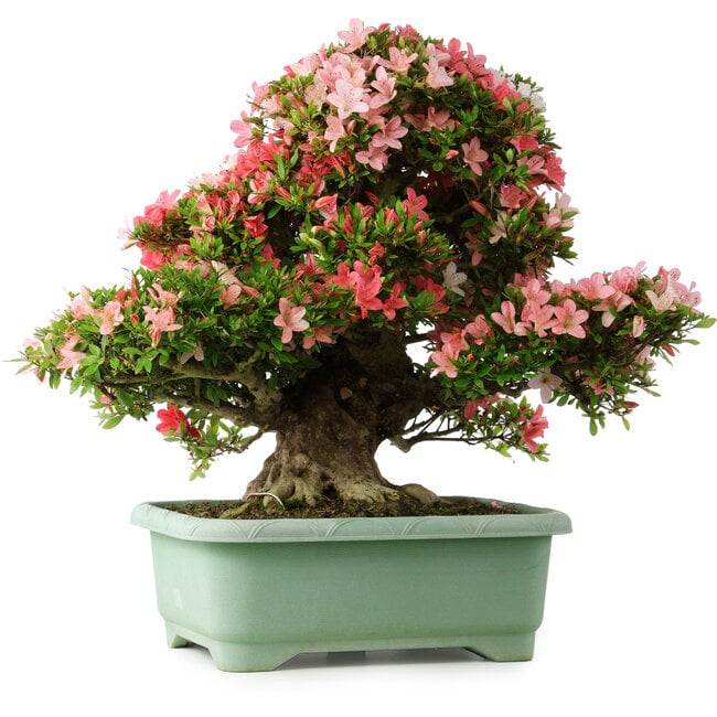 Rhododendron indicum Shin Nikko, 65 cm, ± 30 ans, avec un nebari de 16 cm
