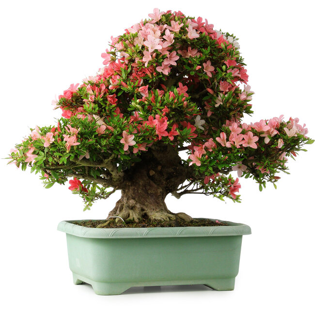 Rhododendron indicum Shin Nikko, 65 cm, ± 30 jaar oud, met een nebari van 16 cm