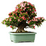 Rhododendron indicum Shin Nikko, 65 cm, ± 30 jaar oud, met een nebari van 16 cm