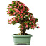 Rhododendron indicum Shin Nikko, 72 cm, ± 30 jaar oud