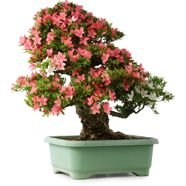 Rhododendron indicum Shin Nikko, 72 cm, ± 30 jaar oud