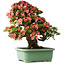 Rhododendron indicum Shin Nikko, 72 cm, ± 30 jaar oud