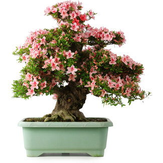 Rhododendron indicum Nyohozan, 65 cm, ± 30 Jahre alt