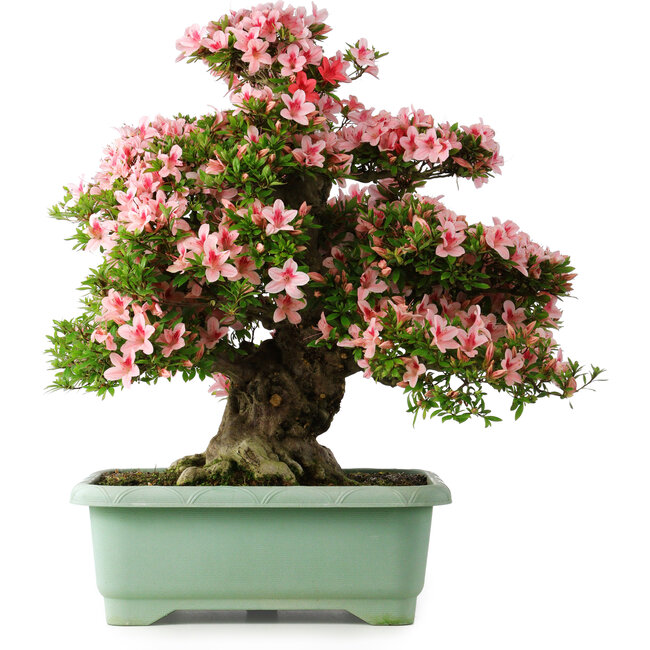 Rhododendron indicum Nyohozan, 65 cm, ± 30 jaar oud, met een nebari van 18 cm