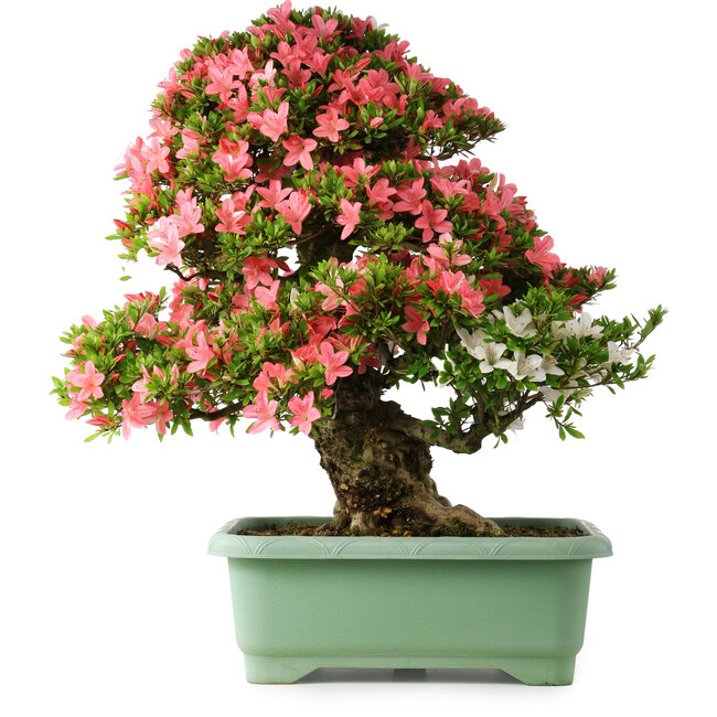 Rhododendron indicum Shin Nikko, 72 cm, ± 30 ans