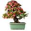 Rhododendron indicum Shin Nikko, 72 cm, ± 30 jaar oud