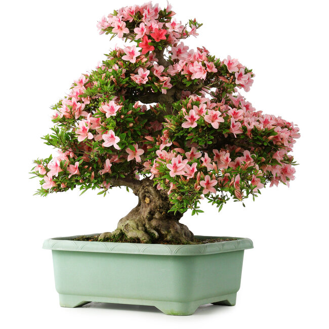 Rhododendron indicum Nyohozan, 65 cm, ± 30 anni, con un nebari di 18 cm