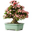 Rhododendron indicum Nyohozan, 65 cm, ± 30 jaar oud, met een nebari van 18 cm