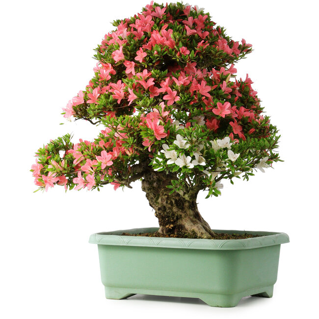 Rhododendron indicum Shin Nikko, 72 cm, ± 30 anni