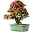 Rhododendron indicum Shin Nikko, 72 cm, ± 30 jaar oud