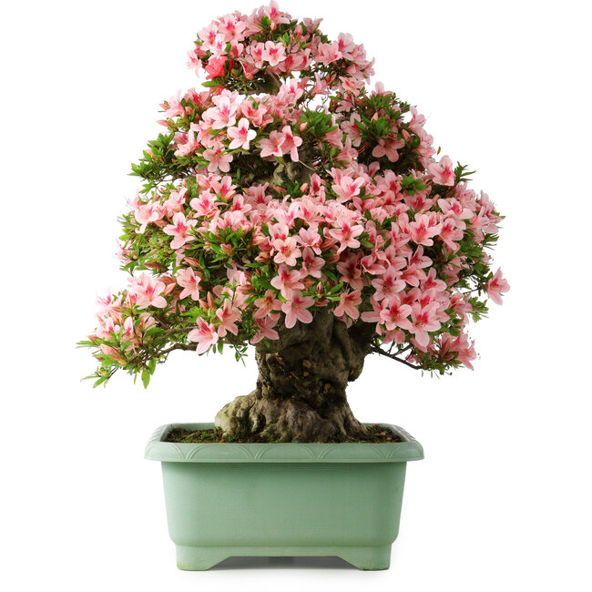 Rhododendron indicum Nyohozan, 65 cm, ± 30 Jahre alt, mit einem Nebari von 18 cm