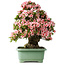 Rhododendron indicum Nyohozan, 65 cm, ± 30 jaar oud, met een nebari van 18 cm