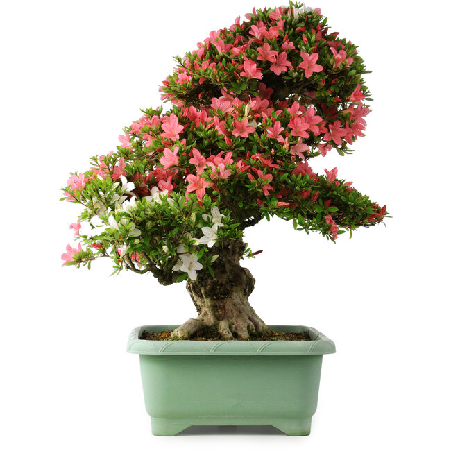 Rhododendron indicum Shin Nikko, 72 cm, ± 30 ans