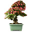 Rhododendron indicum Shin Nikko, 72 cm, ± 30 jaar oud