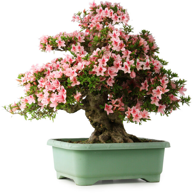 Rhododendron indicum Nyohozan, 65 cm, ± 30 jaar oud, met een nebari van 18 cm