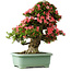 Rhododendron indicum Shin Nikko, 72 cm, ± 30 Jahre alt