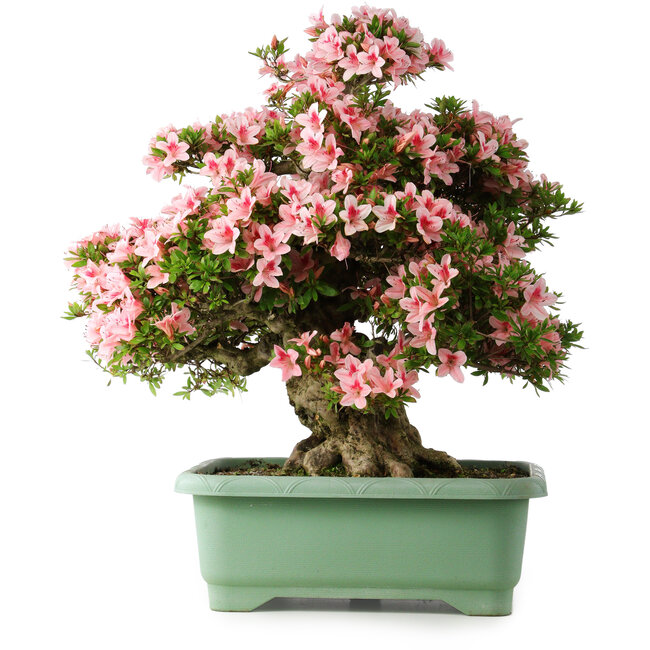 Rhododendron indicum Nyohozan, 65 cm, ± 30 years old, with a nebari of 18 cm