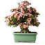 Rhododendron indicum Nyohozan, 65 cm, ± 30 jaar oud, met een nebari van 18 cm
