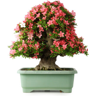 Rhododendron indicum Shin Nikko, 60 cm, ± 30 jaar oud
