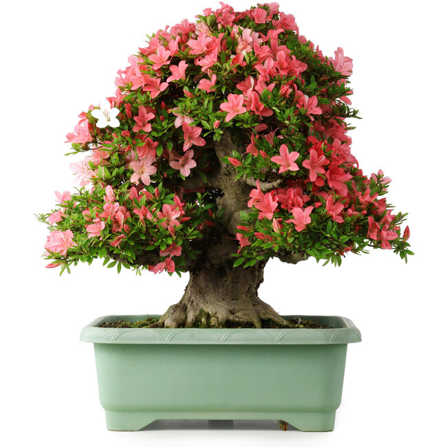 Rhododendron indicum Shin Nikko, 60 cm, ± 30 jaar oud, met een nebari van 25 cm