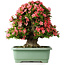 Rhododendron indicum Shin Nikko, 60 cm, ± 30 jaar oud, met een nebari van 25 cm