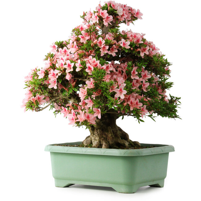 Rhododendron indicum Nyohozan, 65 cm, ± 30 jaar oud, met een nebari van 18 cm