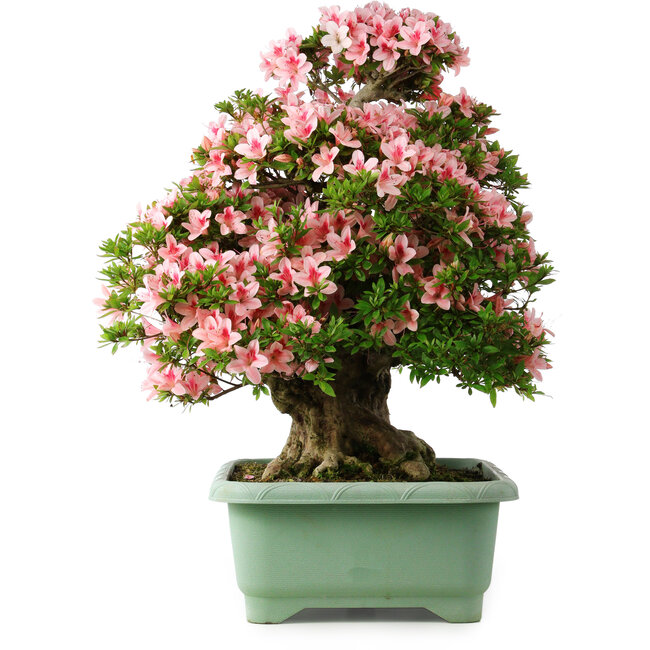 Rhododendron indicum Nyohozan, 65 cm, ± 30 years old, with a nebari of 18 cm
