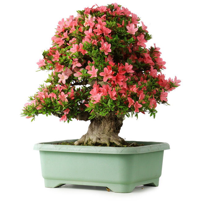 Rhododendron indicum Shin Nikko, 60 cm, ± 30 jaar oud, met een nebari van 25 cm