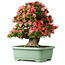 Rhododendron indicum Shin Nikko, 60 cm, ± 30 Jahre alt, mit einem Nebari von 25 cm