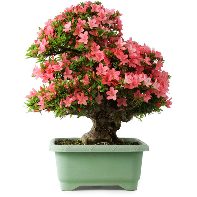 Rhododendron indicum Shin Nikko, 60 cm, ± 30 años, con un nebari de 25 cm
