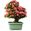 Rhododendron indicum Shin Nikko, 60 cm, ± 30 ans, avec un nebari de 25 cm
