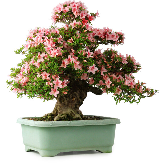 Rhododendron indicum Nyohozan, 65 cm, ± 30 Jahre alt, mit einem Nebari von 18 cm