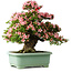 Rhododendron indicum Nyohozan, 65 cm, ± 30 jaar oud, met een nebari van 18 cm