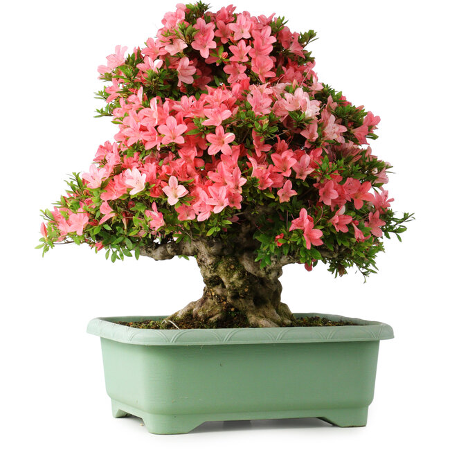 Rhododendron indicum Shin Nikko, 60 cm, ± 30 jaar oud, met een nebari van 25 cm