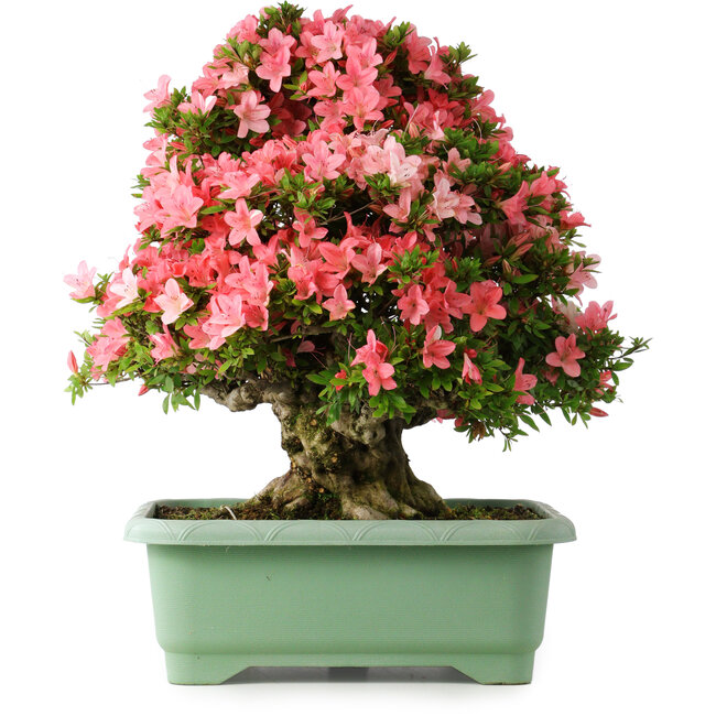 Rhododendron indicum Shin Nikko, 60 cm, ± 30 anni, con un nebari di 25 cm