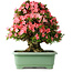 Rhododendron indicum Shin Nikko, 60 cm, ± 30 jaar oud, met een nebari van 25 cm