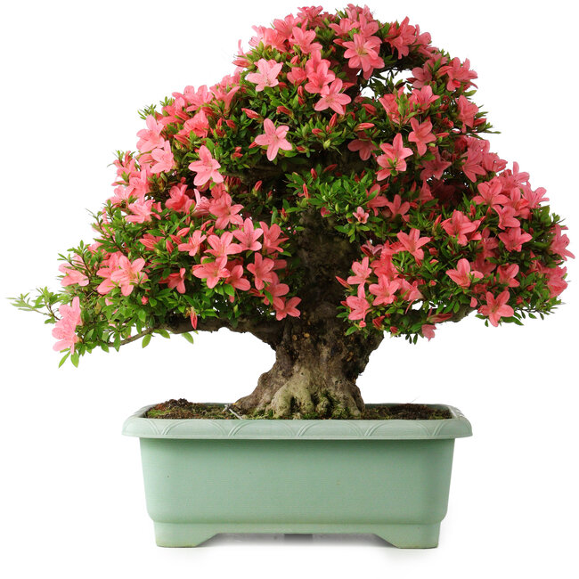 Rhododendron indicum Shin Nikko, 62 cm, ± 30 jaar oud, met een nebari van 16 cm