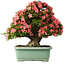 Rhododendron indicum Shin Nikko, 62 cm, ± 30 jaar oud, met een nebari van 16 cm